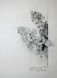 Micheline MEVEL ROUSSEL - Original drawing - Pencil - The lilac