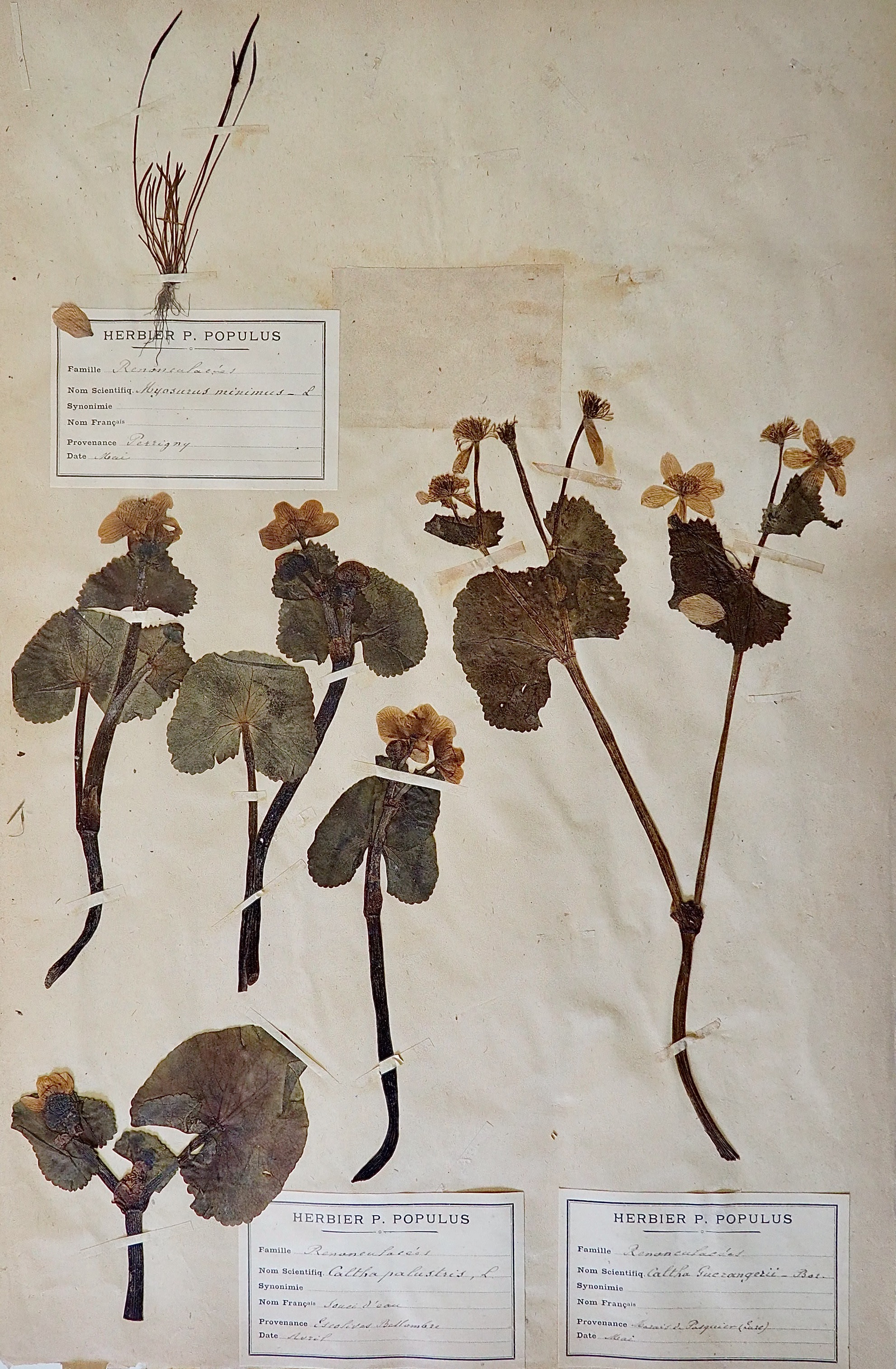 Botanique - Planche Herbier XIXe - Plantes séchées - Soucis d'eau Renonculacées