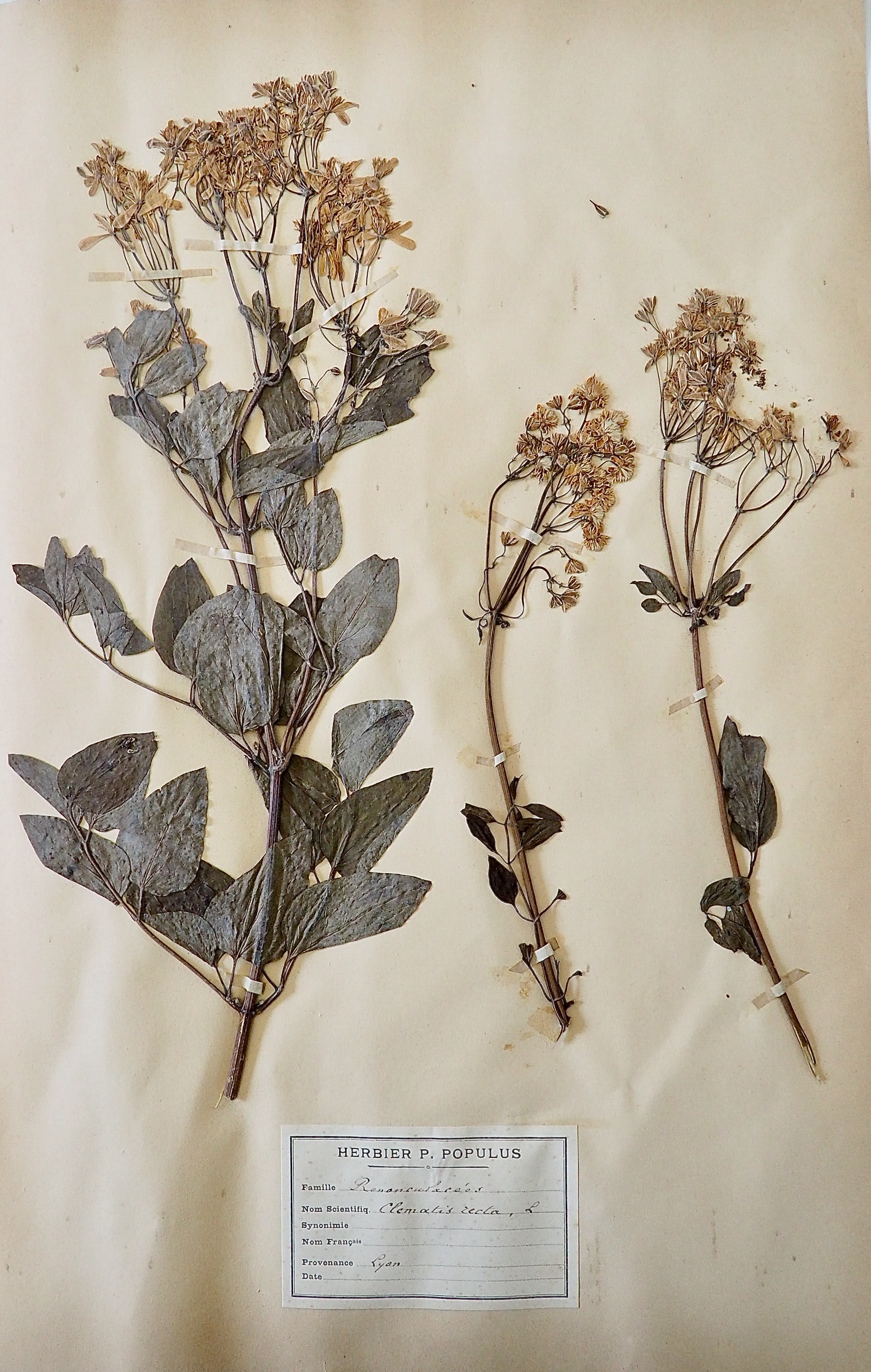Botanique - Planche Herbier XIXe - Plantes séchées - Renonculacées 14