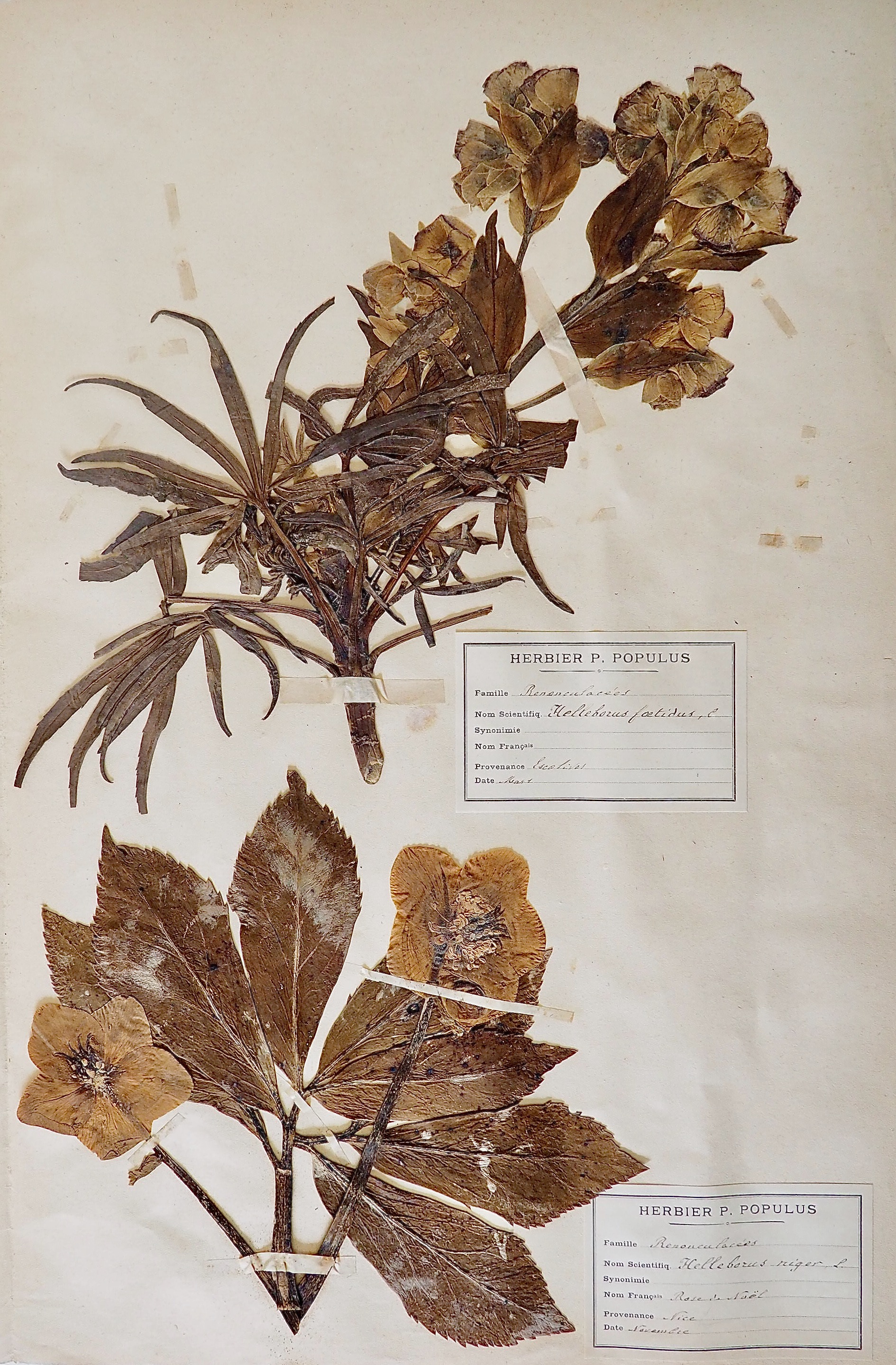Botanique - Planche Herbier XIXe - Plantes séchées - Rose de Noël