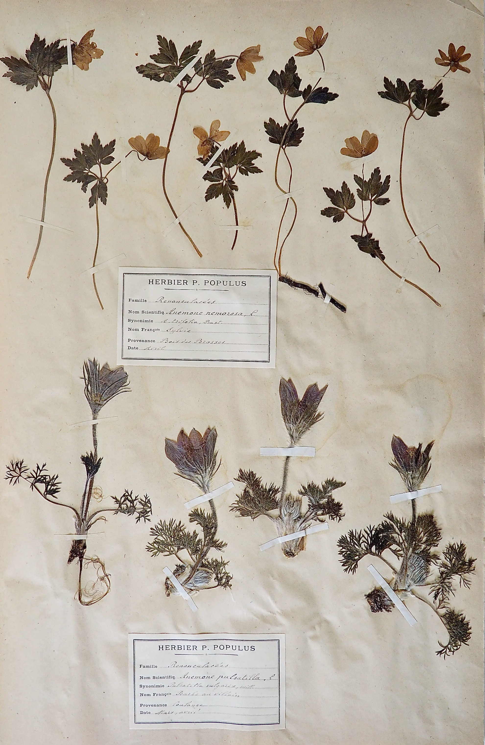 Botanical - 19th Herbarium Board - Dried plants - Sylvie and Barbe au vilain