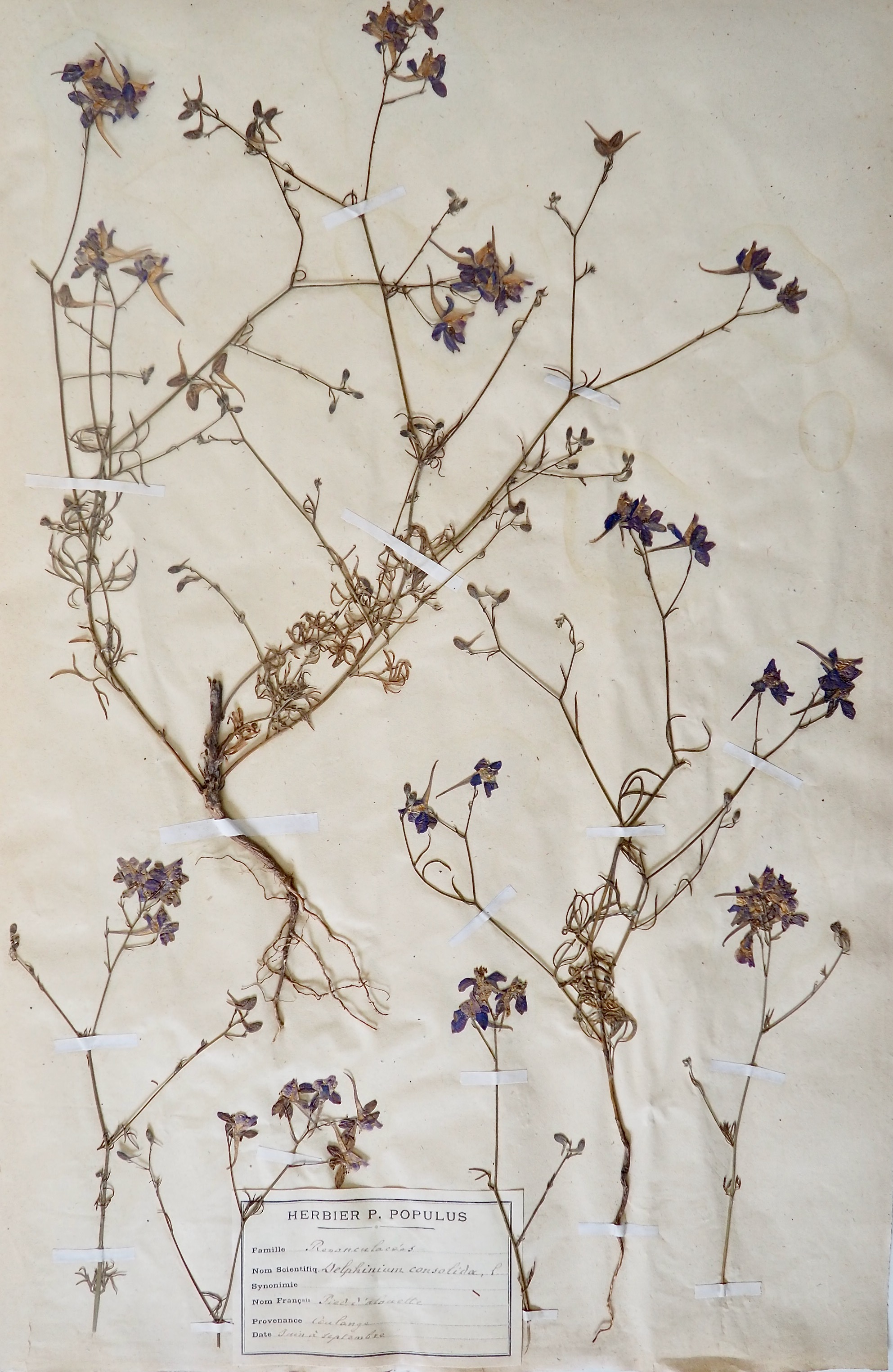 Botanical - 19th Herbarium Board - Dried plants - Larks foot