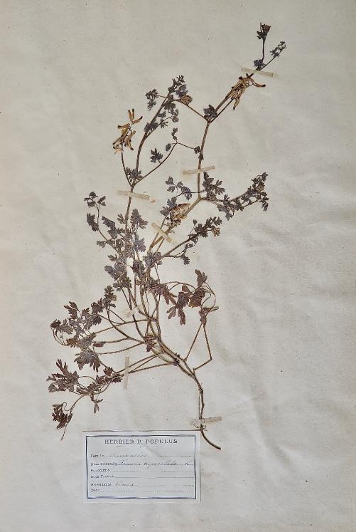 Botanique - Planche Herbier XIXe - Plantes séchées - Fumariacées 4