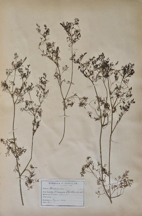 Botanique - Planche Herbier XIXe - Plantes séchées - Fumariacées 6