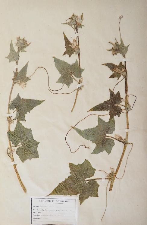 Botanique - Planche Herbier XIXe - Plantes séchées - Cornichon et Concombre