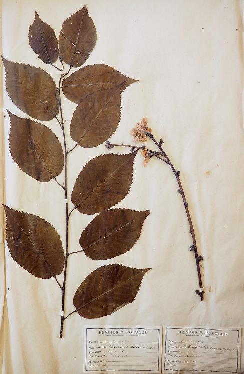 Botanique - Planche Herbier XIXe - Plantes séchées - Merisier et Amandier