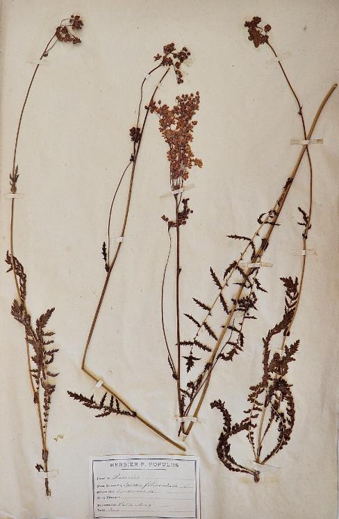 Botanique - Planche Herbier XIXe - Plantes séchées - Rosacées 1