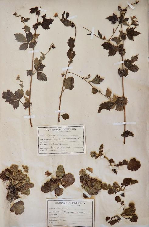 Botanique - Planche Herbier XIXe - Plantes séchées - Benoite et Rosacées