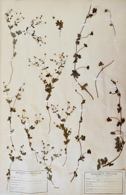 Botanique - Planche Herbier XIXe - Plantes séchées - Rosacées et Quinte feuille