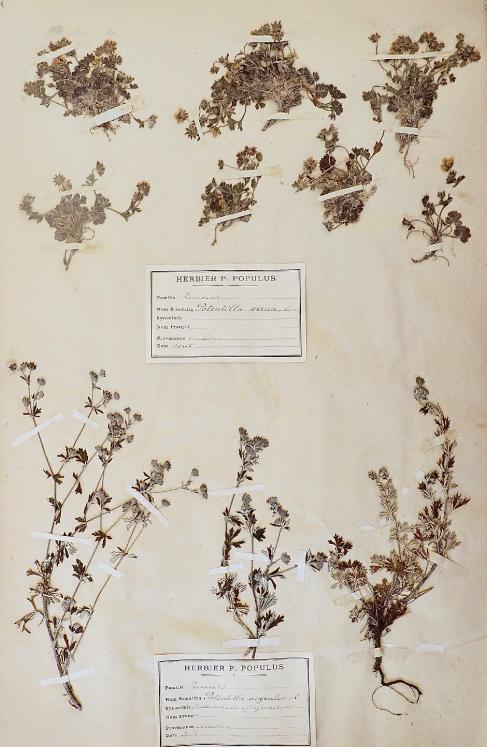 Botanique - Planche Herbier XIXe - Plantes séchées - Rosacées 4