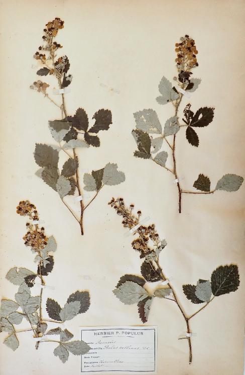 Botanique - Planche Herbier XIXe - Plantes séchées - Rosacées 11