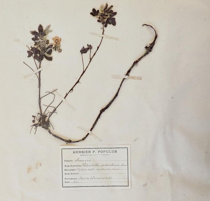 Botanique - Planche Herbier XIXe - Plantes séchées - Rosacées 6