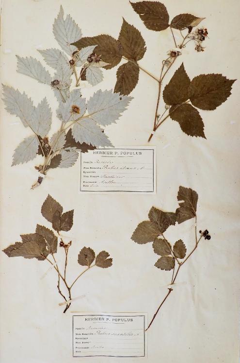 Botanique - Planche Herbier XIXe - Plantes séchées - Rosacées et Framboisier