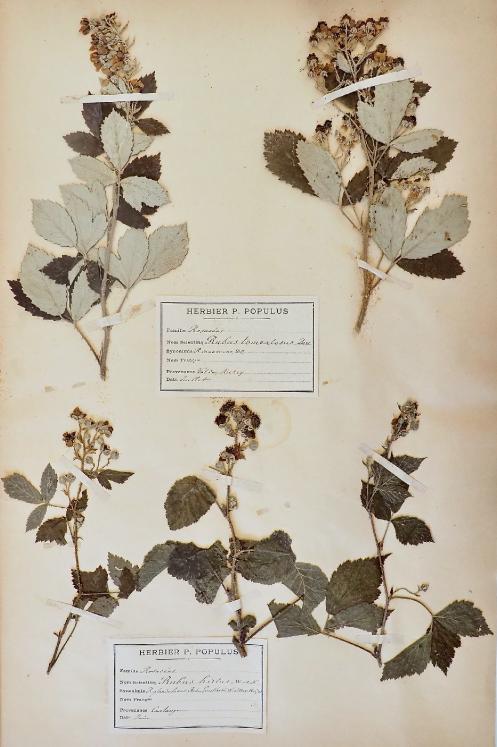 Botanique - Planche Herbier XIXe - Plantes séchées - Rosacées 9