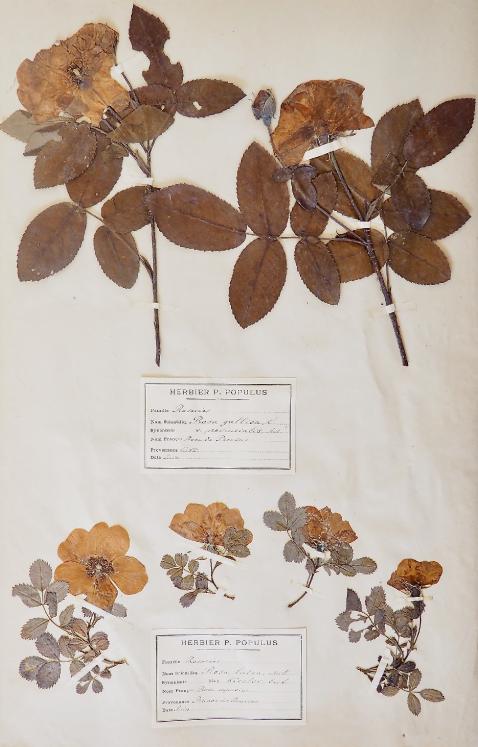 Botanique - Planche Herbier XIXe - Plantes séchées - Rose de povins et capucine