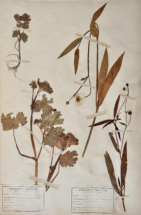 Botanique - Planche Herbier XIXe - Plantes séchées - Renonculacées 8