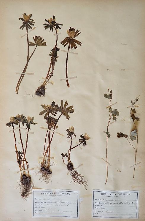 Botanique - Planche Herbier XIXe - Plantes séchées - Renonculacées 23