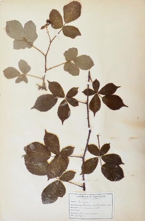 Botanique - Planche Herbier XIXe - Plantes séchées - Rosacées 12
