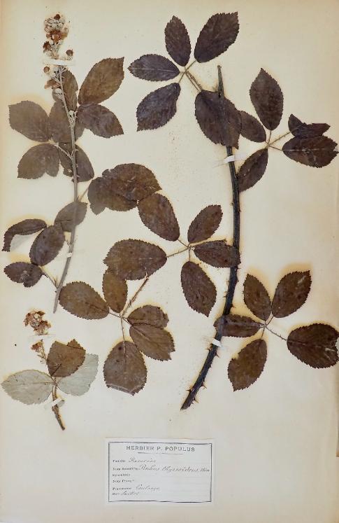 Botanique - Planche Herbier XIXe - Plantes séchées - Rosacées 13