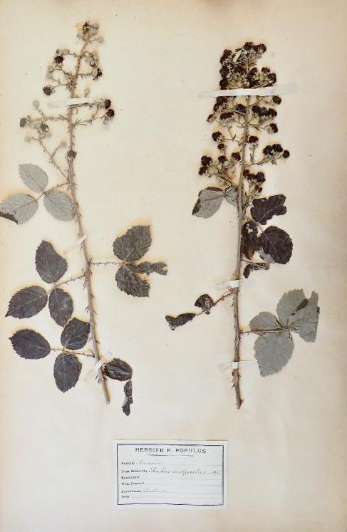 Botanique - Planche Herbier XIXe - Plantes séchées - Rosacées 14