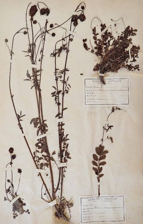 Botanique - Planche Herbier XIXe - Plantes séchées - Pimprenelle et Rosacées