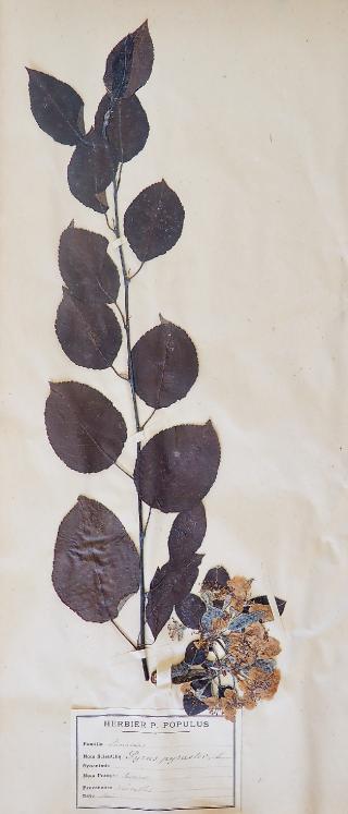 Botanique - Planche Herbier XIXe - Plantes séchées - Poirier