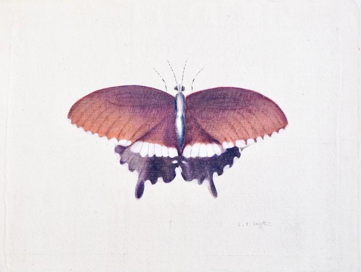 LA ROCHE LAFFITTE - Peinture originale - Aquarelle - Papillon bordeaux