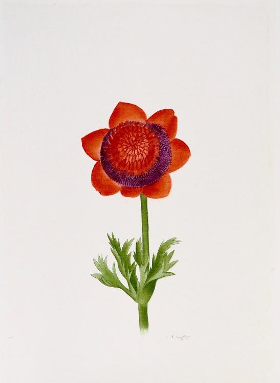 LA ROCHE LAFFITTE - Peinture originale - Aquarelle - Fleur rouge