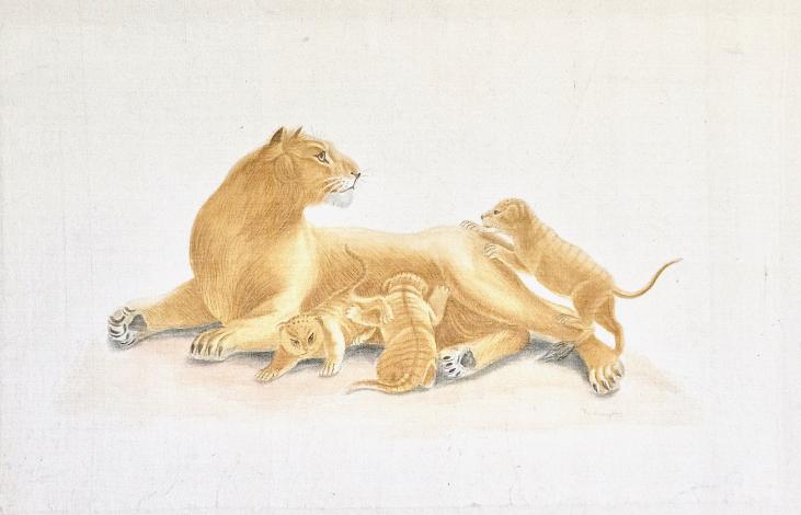 LA ROCHE LAFFITTE - Peinture originale - Aquarelle - Lionne et lionceaux