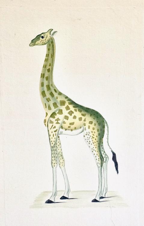 LA ROCHE LAFFITTE - Peinture originale - Aquarelle - Girafe