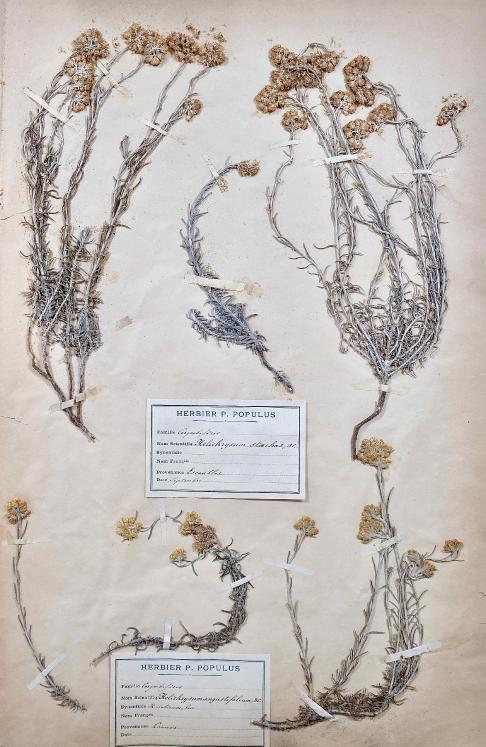 Botanique - Planche Herbier XIXe - Plantes séchées - Corymbifères 2