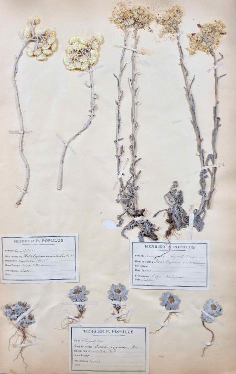 Botanique - Planche Herbier XIXe - Plantes séchées - Corymbifères 3