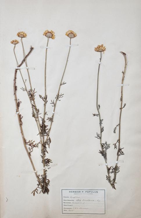 Botanique - Planche Herbier XIXe - Plantes séchées - Corymbifères 1
