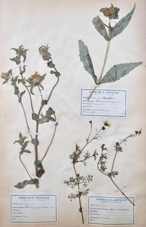 Botanique - Planche Herbier XIXe - Plantes séchées - Corymbifères 5