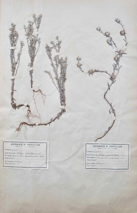 Botanique - Planche Herbier XIXe - Plantes séchées - Corymbifères 9