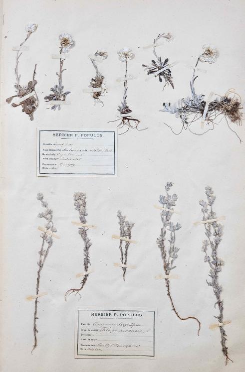Botanique - Planche Herbier XIXe - Plantes séchées - Corymbifères 11