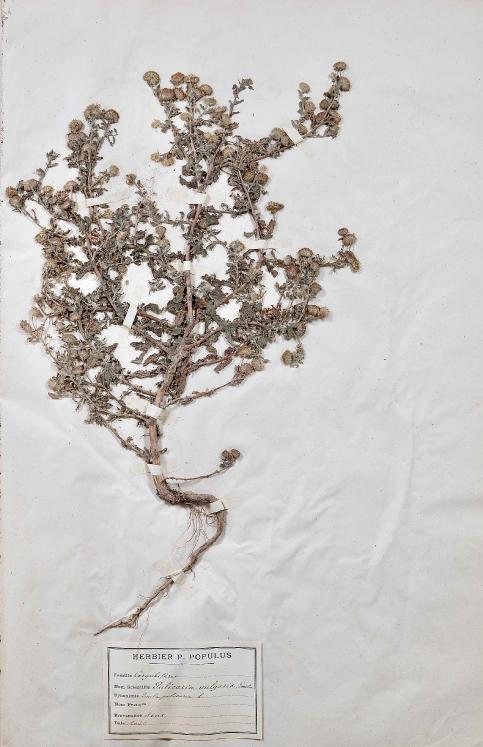 Botanique - Planche Herbier XIXe - Plantes séchées - Corymbifères 13