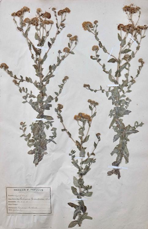 Botanique - Planche Herbier XIXe - Plantes séchées - Corymbifères 14