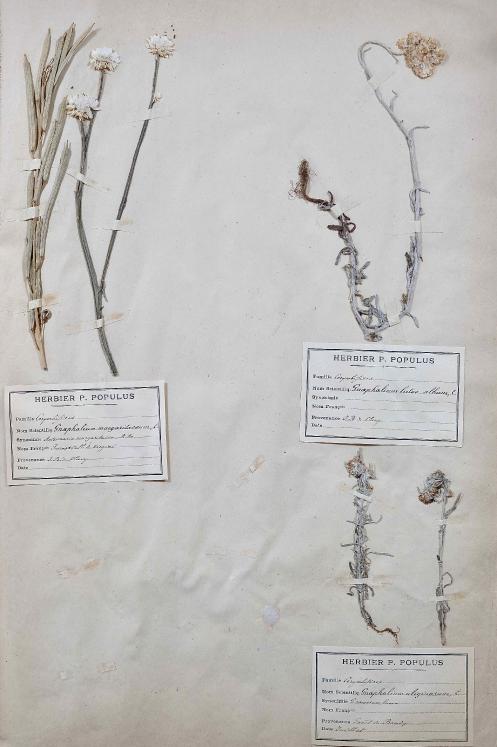 Botanique - Planche Herbier XIXe - Plantes séchées - Corymbifères 16