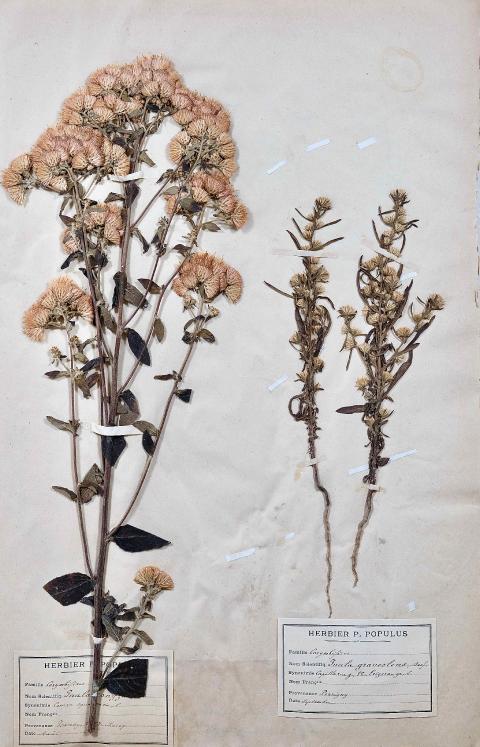 Botanique - Planche Herbier XIXe - Plantes séchées - Corymbifères 18
