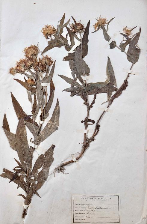 Botanique - Planche Herbier XIXe - Plantes séchées - Corymbifères 19