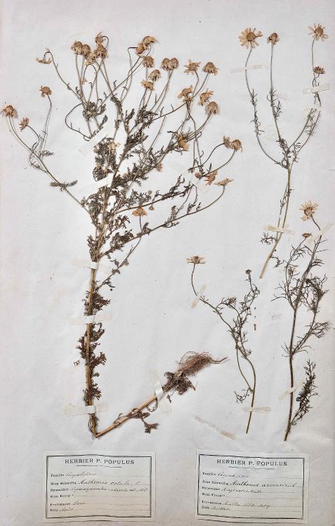 Botanique - Planche Herbier XIXe - Plantes séchées - Corymbifères 20
