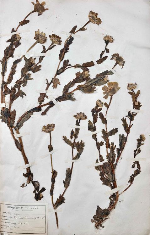 Botanique - Planche Herbier XIXe - Plantes séchées - Corymbifères 22