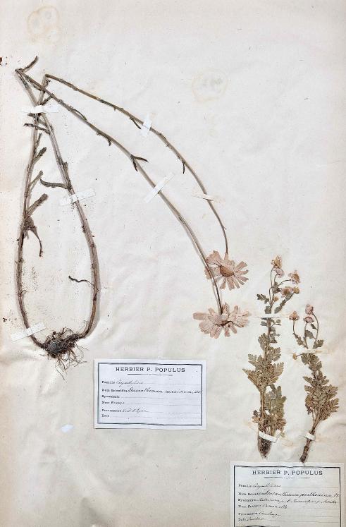 Botanique - Planche Herbier XIXe - Plantes séchées - Corymbifères 26