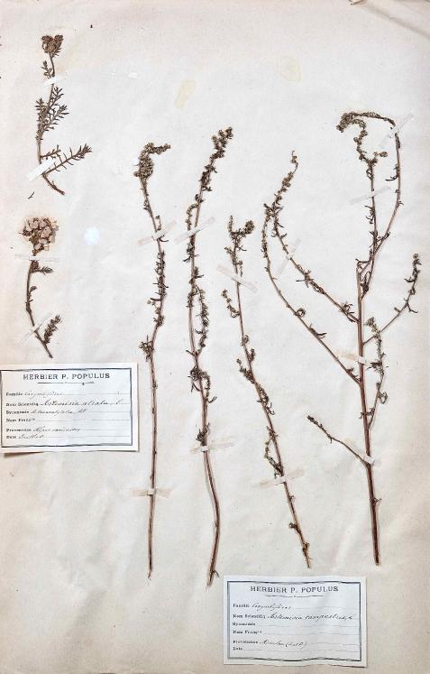 Botanique - Planche Herbier XIXe - Plantes séchées - Corymbifères 29