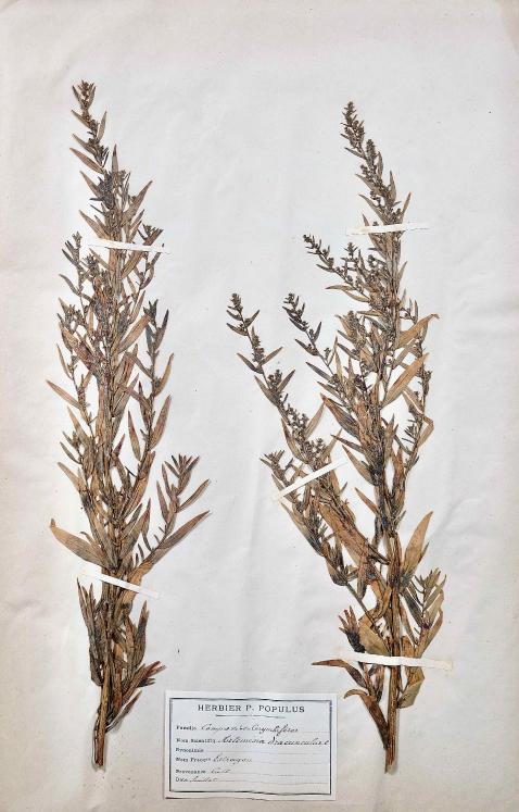 Botanique - Planche Herbier XIXe - Plantes séchées - Corymbifères 31