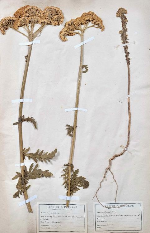 Botanique - Planche Herbier XIXe - Plantes séchées - Corymbifères 32