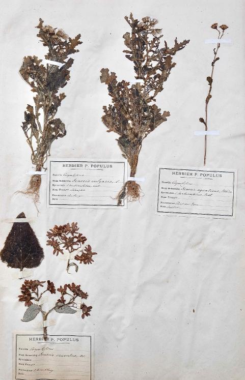 Botanique - Planche Herbier XIXe - Plantes séchées - Corymbifères 34