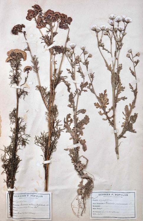 Botanique - Planche Herbier XIXe - Plantes séchées - Corymbifères 37