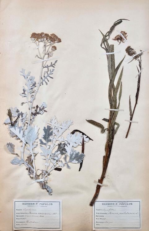 Botanique - Planche Herbier XIXe - Plantes séchées - Corymbifères 39